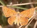 Calephelis wrighti - Hodges#4390 - photo 4