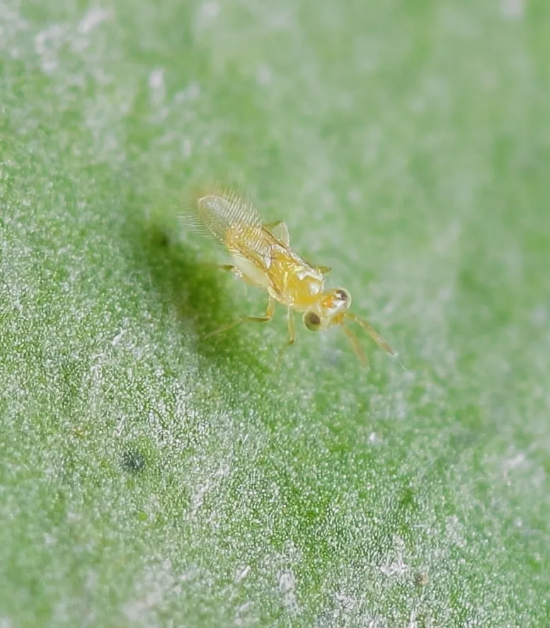 Calesidae - photo 2