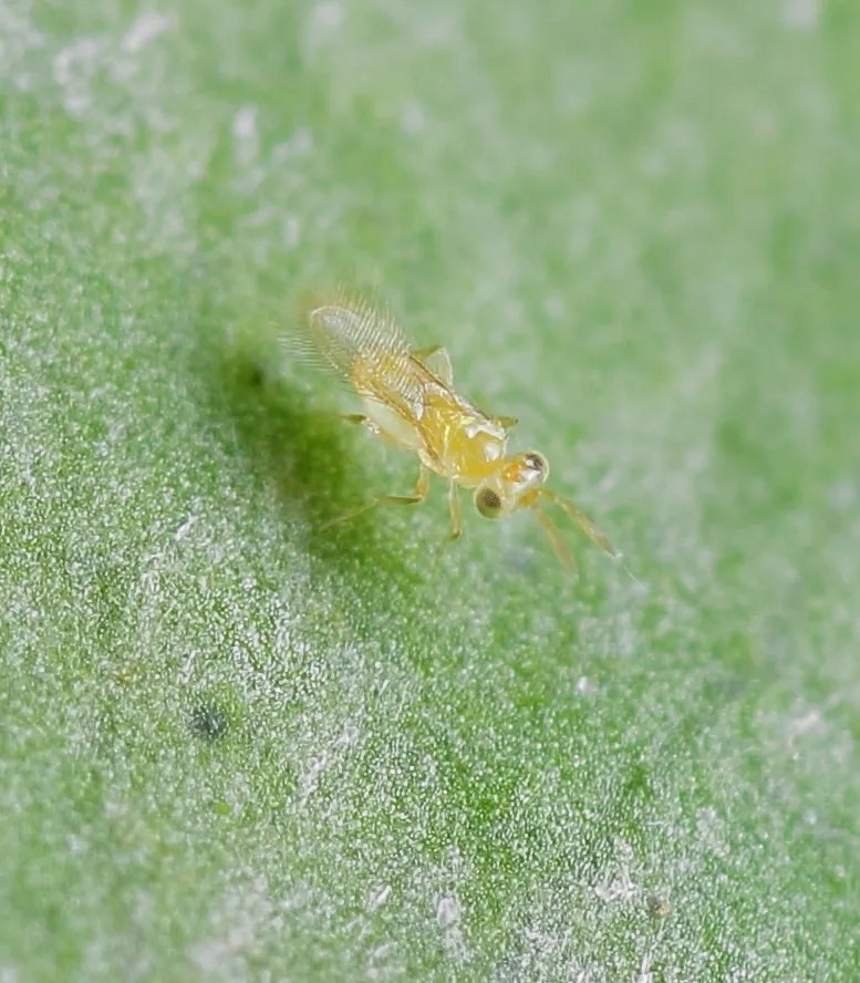Calesidae - photo 3