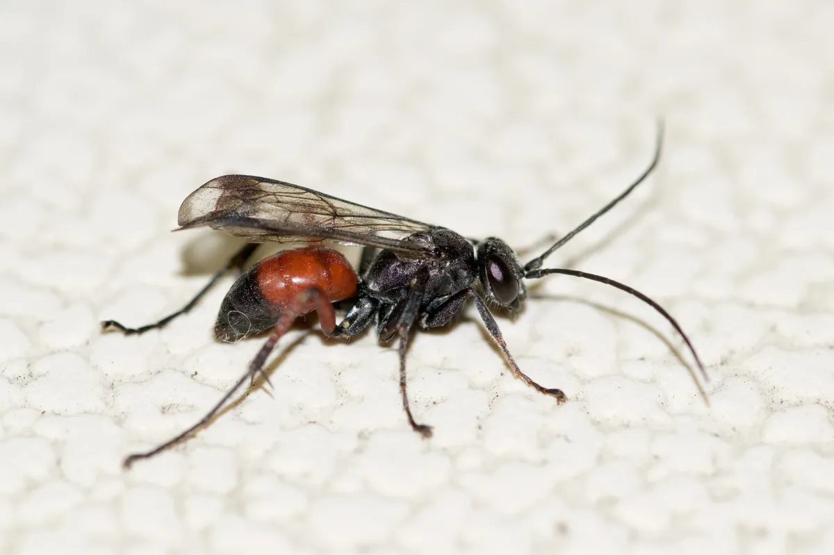 Caliadurgus fasciatellus