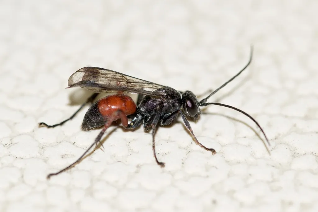 Caliadurgus fasciatellus - photo 2