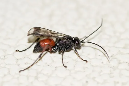 Caliadurgus fasciatellus - photo 3