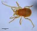 Calicina sequoia