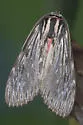 Streaked Calidota - Hodges#8224 - Calidota laqueata