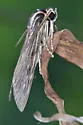 Streaked Calidota - Hodges#8224 - photo 2
