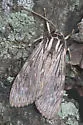 Streaked Calidota - Hodges#8224 - photo 3