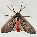 Streaked Calidota - Hodges#8224 - photo 5