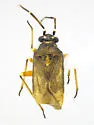 Calidroides schaffneri