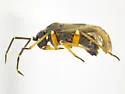 Calidroides schaffneri - photo 2