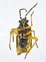 Calidroides schaffneri - photo 3