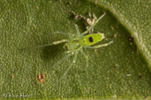 Califorenigma linsdalei