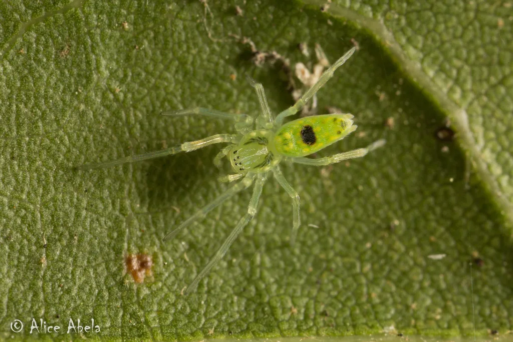 Califorenigma linsdalei - photo 2