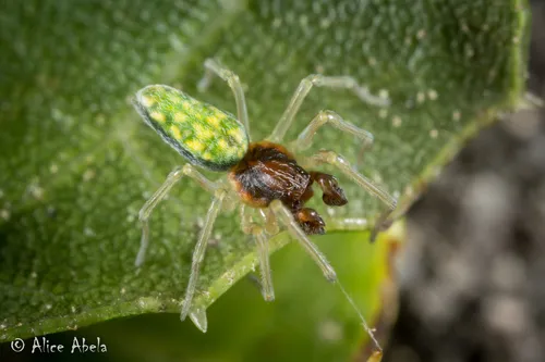 Califorenigma linsdalei - photo 4
