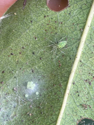 Califorenigma linsdalei - photo 6