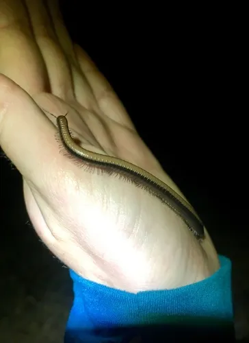 Californiulus chamberlini