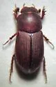 Caligodorus opacus - Caligodorus opacus