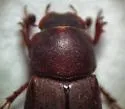 Caligodorus opacus - photo 2