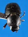 Caligodorus opacus - photo 4