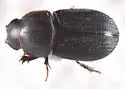 Caligodorus opacus - photo 5