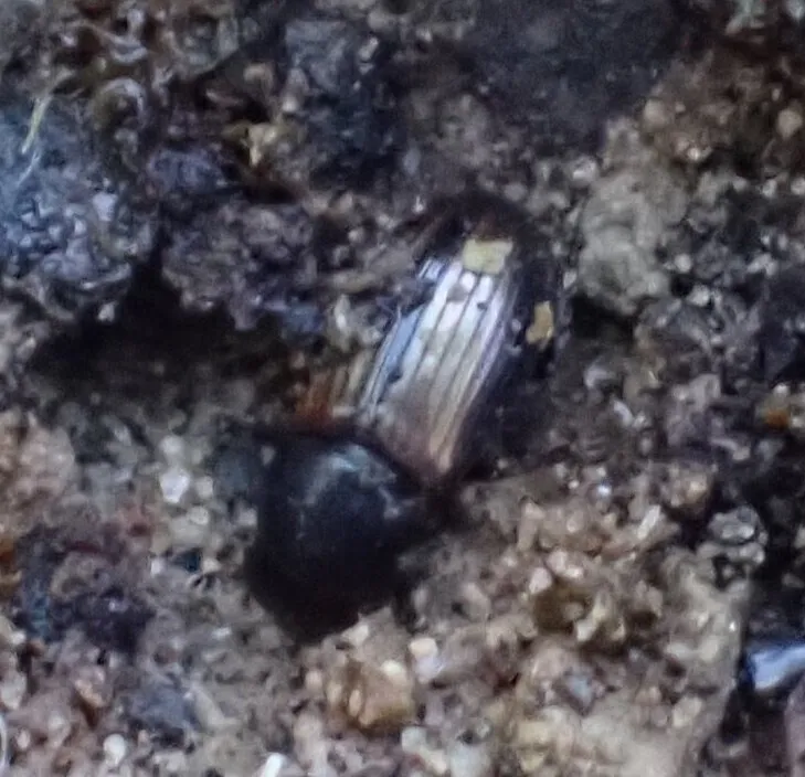Caligodorus vandykei - photo 2