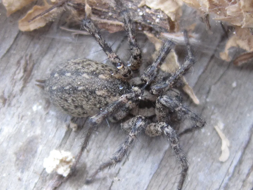 Calilena angelena