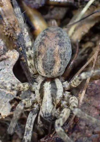 Calilena saylori