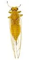 Calinda collaris - Calinda collaris