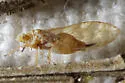 Calinda fumipennis