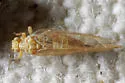 Calinda fumipennis - photo 2