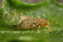 Calinda fumipennis - photo 3