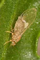 Calinda fumipennis - photo 4