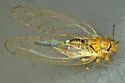 Calinda longicaudata - photo 2