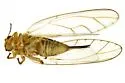 Calinda longicaudata - photo 3