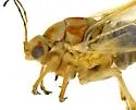 Calinda longicaudata - photo 4