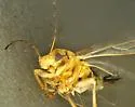 Calinda longicaudata - photo 5