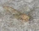 Calinda longistylus