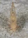 Calinda longistylus - photo 2