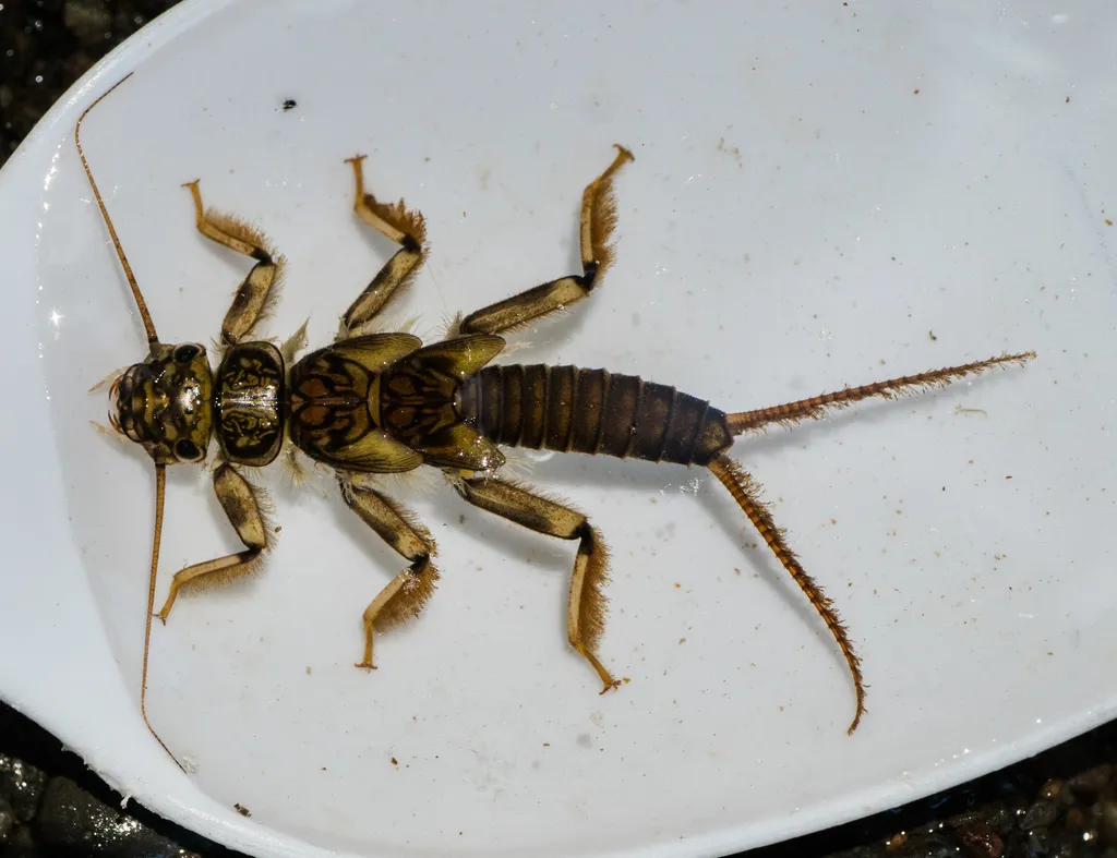 Calineuria californica - photo 2