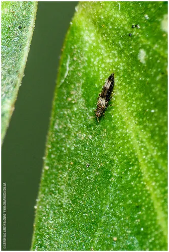 Caliothripidae - Caliothripidae