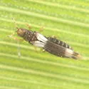 Caliothrips cinctipennis