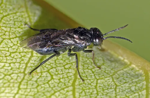 Pear Slug Sawfly