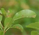 Caliroa liturata - photo 5