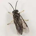 Chestnut Sawfly - Caliroa lorata