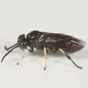 Chestnut Sawfly - photo 2