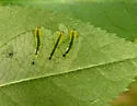 Caliroa lunata - photo 3