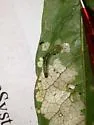 Caliroa nyssae