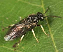 Caliroa obsoleta