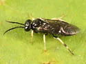 Caliroa obsoleta - photo 2