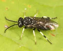 Caliroa obsoleta - photo 3