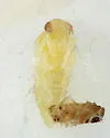 Caliroa obsoleta - photo 4